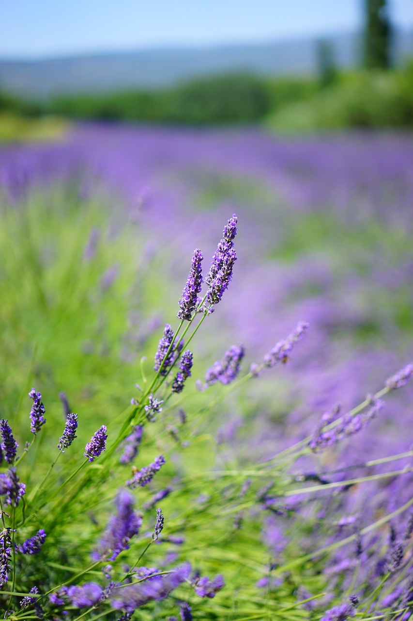 lavender field, flowers, purple